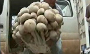 کشف قارچ غول پیکر در چین