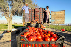 صدور گوجه فرنگی اردبیل به سایر استان‌ها