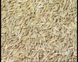 برداشت 32هزار تن جو آبی در زرندیه