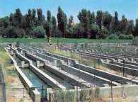افزایش 13 درصدی تولید ماهیان سردآبی در گیلان