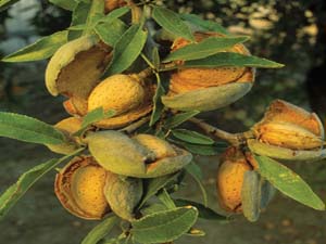 آغاز برداشت بادام دیم در حاجی آباد