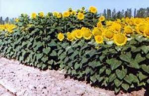 طرح مقایسه ارقام آفتابگردان بذری در فارس
