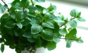 گران قیمت ترین عطرها در آشپزخانه شماست!