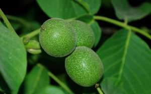 وجود بیش از 11 هزار هکتار باغ گردو در فارس