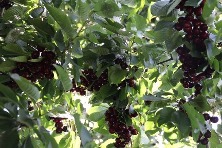 ایران یکی از 10 خاستگاه مهم گونه‌زایی گیاهی در جهان‌