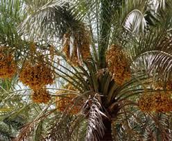 خریداری هشتاد هزار تن خرما از کشاورزان
