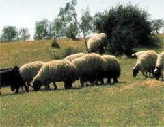 افزايش توليدات دامي خوزستان در 5 ماهه امسال