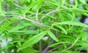 مرزه دارای چه خواصی است؟