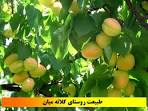 افزایش بیش ازدو برابری تولید زردآلو در استان سمنان
