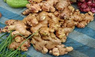 خواص دارویی و درمانی زنجبیل
