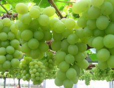 محصول بیش از چهار هزار هکتار از باغات انگور استان آماده برداشت شد