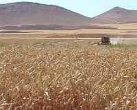 رشد 28درصدی برداشت گندم در بيجار
