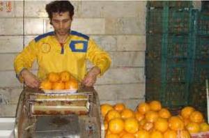 احداث مراکز درجه بندی و بسته بندی مرکبات در فارس