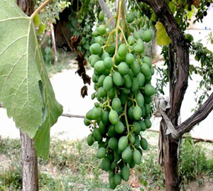 پایان برداشت غوره در استان چهارمحال و بختیاری