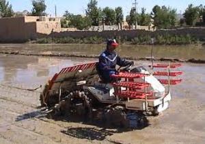 رتبه چهارم فارس در تولید برنج در کشور