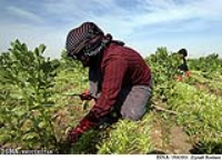 ورود كودهاي شيميايي غيراستاندارد به بازار