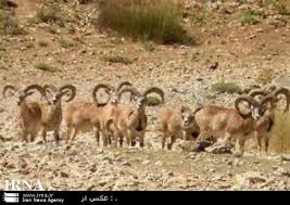 كشف 4 رأس بره قوچ و ميش وحشي درمشهد