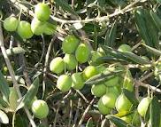 آغاز برداشت زیتون در گیلان