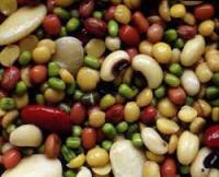 برداشت حبوبات آبی در استان چهارمحال و بختیاری