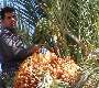 نخلستان خرماي مهران براي دومين بار در سال به ثمر نشست‏