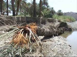 خسارت به 700 هکتار از نخلستانهای بخش رویدر