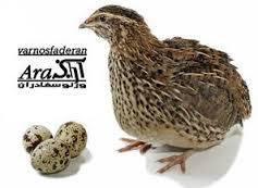 تولید بلدرچین صنعتی در  مازندران