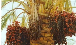 تولید سالانه 430 هزار تن انواع محصولات کشاورزی در دشتستان