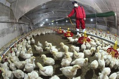 مدیرعامل شرکت مرغ تخم‌گذار استان اصفهان: هنوز بازار نهاده‌های دامی در دست دلالان است