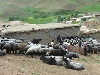 ثبت ملي گوسفند شين بش درمهاباد