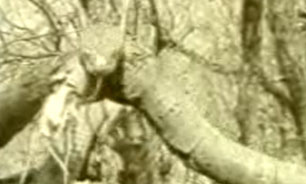 ماري که به احترام رزمندگان سر جاي خود ايستاد + فیلم