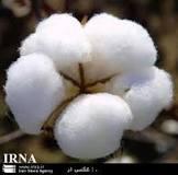 خرید توافقی پنبه در مازندران