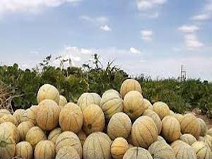 آغاز برداشت طالبی از 450 هکتار از زمینهای کشاورزی بستک
