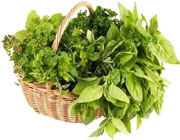 افزایش شیر مادر با 5 گیاه دارویی