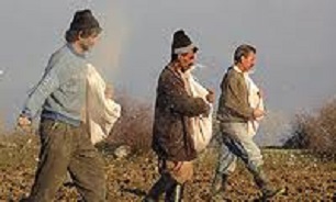 عدم مشکل برای تامین بذر مورد نیاز کشت پاییزه در استان کرمانشاه