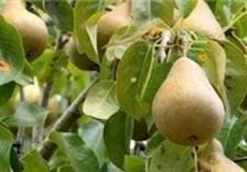 افزایش 15 درصدی تولید گلابی درخراسان جنوبی