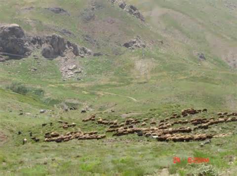 ورود دام مازاد یکی از چالش های منابع طبیعی استان