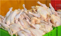 رتبه اول بوجاری و دوم تولید گوشت سفید در سقز