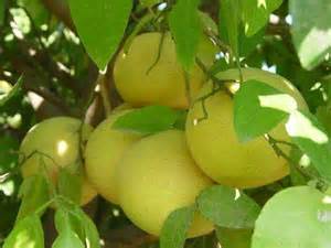 وجود 36 هزار هکتار باغ در کردستان