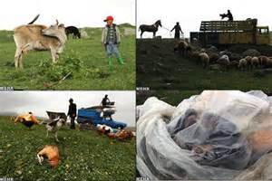 مجله علمي دامپزشك ورق مي‌خورد