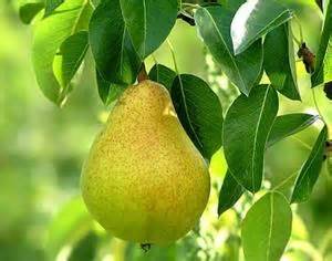 صادرات 40 درصد محصولات باغی کردستان به عراق