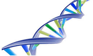 كشف پروتئين مسئول تقسيم ورشد DNA