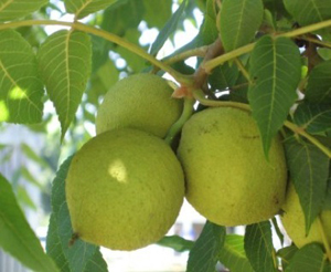 برداشت بیش از 60 تن گردو از باغات فارس