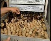 افزایش توزيع جوجه مرغ و اردک در گيلان