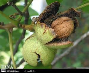 برداشت 26 هزار تن گردو در کردستان