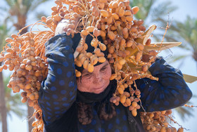 خرید 5000 تن خرما از نخلداران خوزستانی