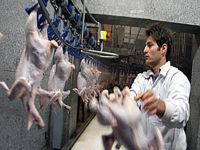 فعالیت 567 واحد مرغداری گوشتی با تولید 60 هزار تن در کردستان