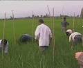 حماسه ای اقتصادی با افزایش بهره وری برای کشاورزان