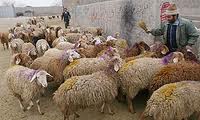 انجام نظارت فنی و شرعی بر دام های قربانی در کشتارگاه های خراسان رضوی