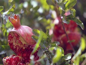 آغاز برداشت انار از باغات حاجی آباد