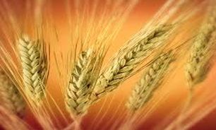 نقده رتبه نخست خرید گندم را به خود اختصاص داد